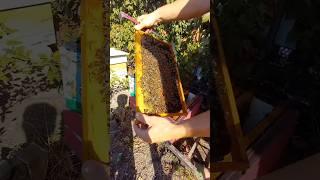 6 рамочный улей на рамку Рут. 23 сентября 2024 #hive #пчеловодство #honey #bee #мед #топ #улей #дача