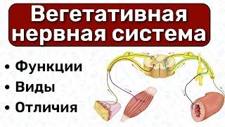 Вегетативная нервная система:  отличия от соматической; симпатическая и парасимпатическая система