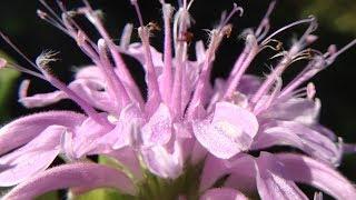 Bee Balm (Monarda) - Smells Like Oranges, Tastes Like Oregano!