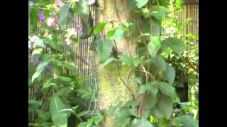 Peggy`s Garden