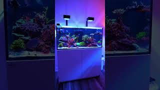 #saltwatertank #reeftank #coralreeftank #coralreef #corals #saltwateraquarium #aquarium #reef