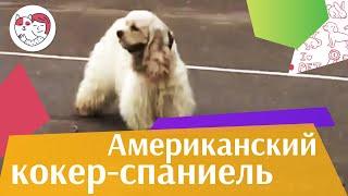 Американский кокер спаниель   Основные характеристики на iLikePet