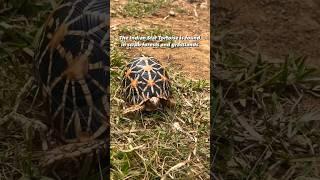 Rare Species of tortoise in Banglore  #turtle #trending #explore #explorepage