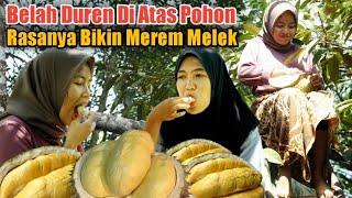 NEKAT‼️MAKAN DURIAN DI ATAS POHON LANGSUNG, AUTO BIKIN JANTUNGAN