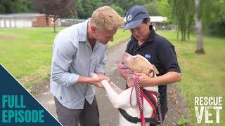 Emotional revisit to RSPCA to celebrate their 200th birthday | Rescue Vet with Dr Scott Miller