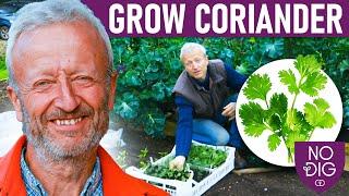 Grow coriander and dill for frequent harvests over a long period