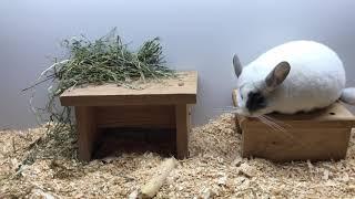 White Violet Chinchilla