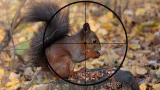 Airgun Plinking Squirrels | Crazy Squirrel Hunting Footage! Long Range Rifle Shooting