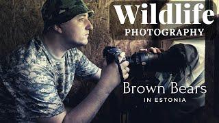 WILDLIFE PHOTOGRAPHY - Brown Bears in Estonia | LOODUSFOTOGRAAFIA - Alutaguse karuvarje