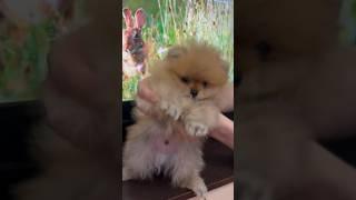 Мы в тренде, гав! #dog #собака #даффи #счастье #тренды #любовь #милота