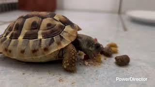 沈浸式爬蟲日常 Reptiles 《ASMR》
