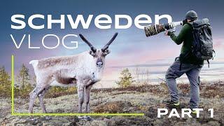 Schwedens Tierwelt - Unsere Fotoreise (Part 1)