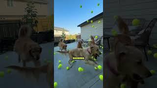 5 Golden Retrievers VS 300 Tenis Balls 