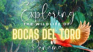 Exploring Bocas del Toro's Breathtaking Wildlife