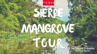 AMAZING WILDLIFE Sierpe Mangrove Tour in Costa Rica - Osa Tropical Properties