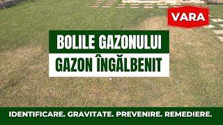 Bolile gazonului vara & gazon îngălbenit vara. Cauze. Fungicide. Gravitate. Identificare. Prevenire