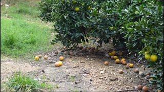 El aguado en cítricos, un daño económico para el agricultor que los medios de la Dana no te cuentan.