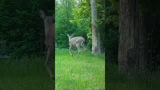 This deer is feeling jumpy today!