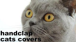 handclap | cats covers |cats dance