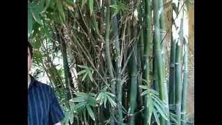 How to grow big timber bamboo