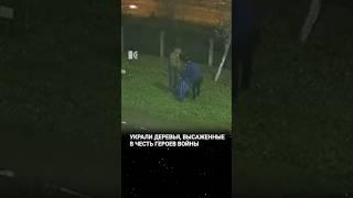 В Твери украли деревья, высаженные в честь погибших на войне #news #новости