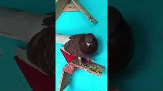 Asif Ali vlogs#movie#amazing #vlogs 