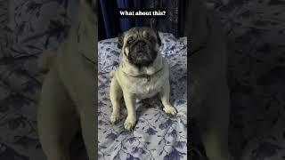 What do you think about this ?#pug #dog #shorts #funnydog #pets