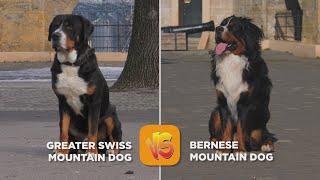 Greater Swiss Mountain Dog vs Bernese Mountain Dog - Dog Breed Comparison