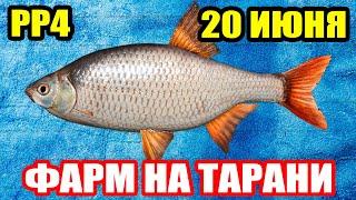 Как ловить ТАРАНЬ. Актуальная ТОЧКА - 700/час ● Русская Рыбалка 4 | РР4