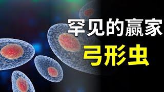 全球1/3的人處於弓形蟲的威脅中，感染它會影響人的認知？鏟屎官們需要註意了！【奇思诺想】