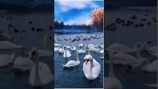 Beautiful Shorts Video || Beautiful Scenery  #scenery #shortvideo #viral #nature #youtubeshorts