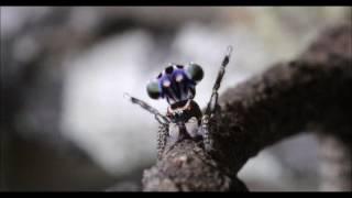 Maratus harrisi