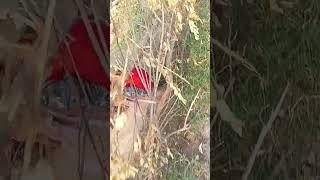 phool gulab ka #bollywood #song #tranding #hindisong 
