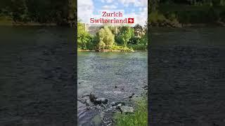 Strolling around Werdinsel Höngg part 2 #zurich #switzerland #city #walking #travel #europe
