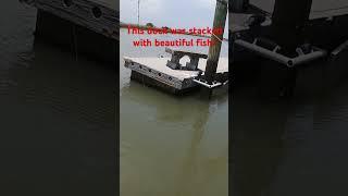 This dock was stacked with these fish! We caught over 15!