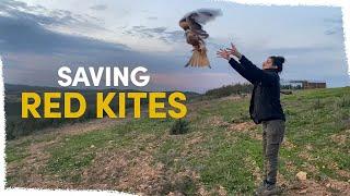 Why we're releasing more Red Kites in 2025 | VLOG