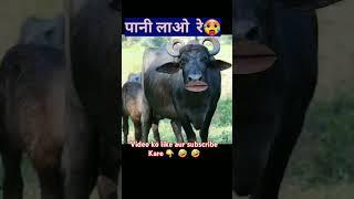 पानी लाओ रे        | COW VIDEO'S   |  gay Bhains bolane wala video Pani pilao Re | #reels #shorts