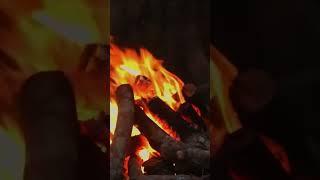 Experience the Mesmerizing Flames!  Captivating Firewood Burn!