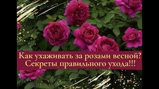 Как ухаживать за розами весной? Секреты правильного ухода!