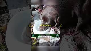 Собака прожила с хозяином 18 лет️ #животные #animals