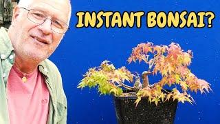 Airlayers - Are they REALLY Instant Bonsai? (Japanese Maple x 5)