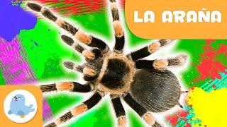 La araña ️ Animales para niños  Epsiodio 10