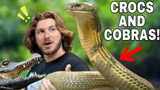 My King Cobra was NOT Happy!