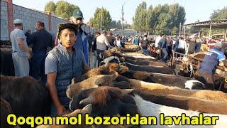 Qoqon mol bozori semiz boqma va yosh buqalar narhlari bilan tanishing 4.09.2024yil