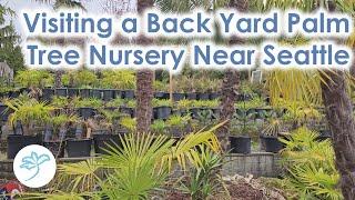 Visiting a Back Yard Palm Tree Nursery in Renton, Washington zone 8a/b