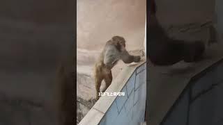 У них ноги как #animal #monkey # #nature #natureanimals #monkey #обезьяна #funnymonkey #monkeyvideo