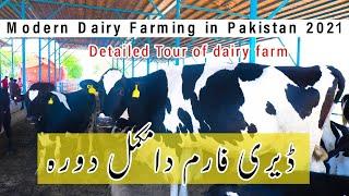 Modern Dairy Farming in Pakistan ( 2021 ) Dairy farm Detail Visit