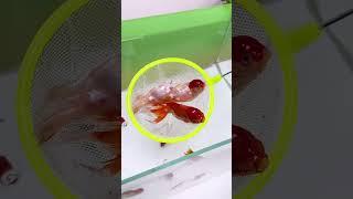 If the fish food is all over the tank, you can use a feeder#aquarium #fishfood #feeding #fish # #koi