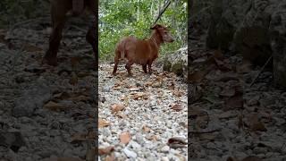 ️Browny wiener dog storm rider!!!️🫡#shorts  #vibes #steelofunkboogi! Snoop dogg is everywhere!