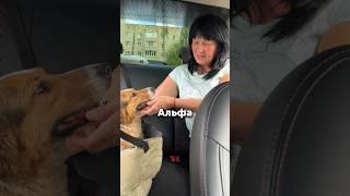 Альфа #helpanimals #приютдлясобак #помощьживотным #dogshelter #творидобро #собака #животные #dog